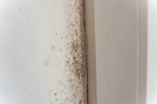 Best Residential Mold Inspection & Testing  in USA